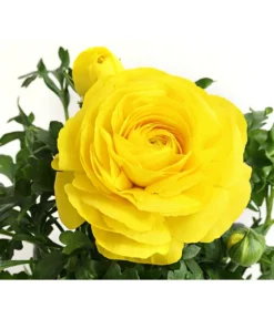 Ranunkel, Verschiedene Farben -Pflanzen Promotion Geschäft 8817355 PR DE 002 RanunkelnT11DehnerExpressHerzig