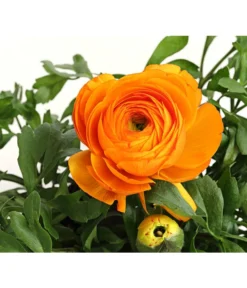 Ranunkel, Verschiedene Farben -Pflanzen Promotion Geschäft 8817355 PR DE 003 RanunkelnT11DehnerExpressHerzig