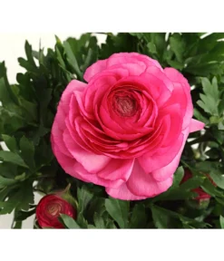 Ranunkel, Verschiedene Farben -Pflanzen Promotion Geschäft 8817355 PR DE 004 RanunkelnT11DehnerExpressHerzig