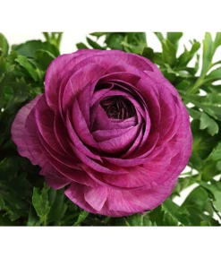 Ranunkel, Verschiedene Farben -Pflanzen Promotion Geschäft 8817355 PR DE 005 RanunkelnT11DehnerExpressHerzig