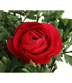 Ranunkel, Verschiedene Farben -Pflanzen Promotion Geschäft 8817355 PR DE 006 RanunkelnT11DehnerExpressHerzig