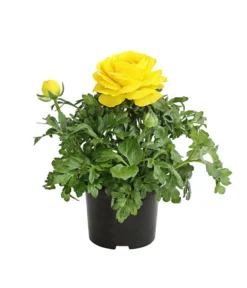 Ranunkel, Verschiedene Farben -Pflanzen Promotion Geschäft 8817355 PR FS 002 RanunkelnT11DehnerExpressHerzig