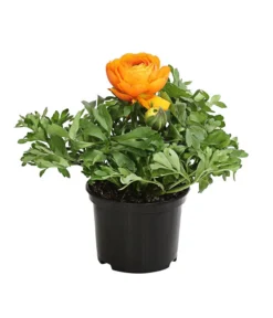 Ranunkel, Verschiedene Farben -Pflanzen Promotion Geschäft 8817355 PR FS 003 RanunkelnT11DehnerExpressHerzig