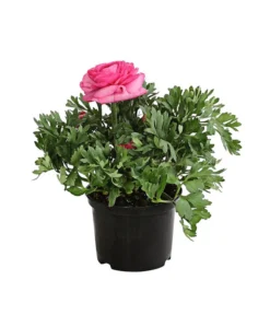 Ranunkel, Verschiedene Farben -Pflanzen Promotion Geschäft 8817355 PR FS 004 RanunkelnT11DehnerExpressHerzig