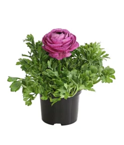 Ranunkel, Verschiedene Farben -Pflanzen Promotion Geschäft 8817355 PR FS 005 RanunkelnT11DehnerExpressHerzig