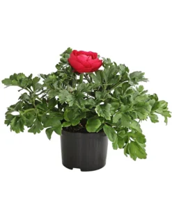 Ranunkel, Verschiedene Farben -Pflanzen Promotion Geschäft 8817355 PR FS 006 RanunkelnT11DehnerExpressHerzig