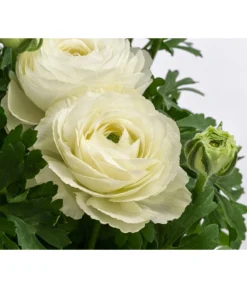 Beet- & Balkonpflanzen-Set Weißer Frühling, 6-teilig -Pflanzen Promotion Geschäft 8817355 WE DE 001 RanunkelnT11Weiss