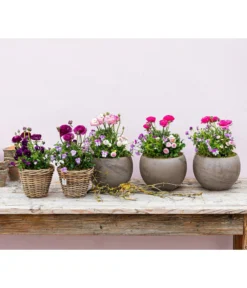 Beet- & Balkonpflanzen-Set Rosa Frühling, 6-teilig -Pflanzen Promotion Geschäft 8817355 WE MO 001 FruejahrTrioMixies 1