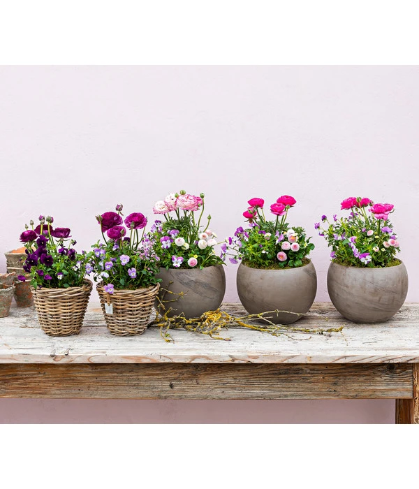 Beet- & Balkonpflanzen-Set Traum In Rosa, 6-teilig 9 Beet- & Balkonpflanzen-Set Traum In Rosa, 6-teilig – Bild 9