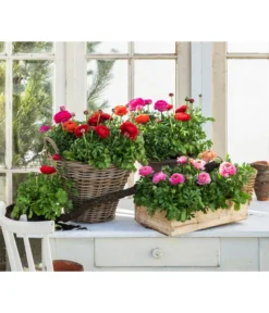 Ranunkel, Verschiedene Farben -Pflanzen Promotion Geschäft 8817355 WE MO 001 Ranunkeln