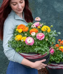 Ranunkel, Verschiedene Farben -Pflanzen Promotion Geschäft 8817355 WE MO 002 Ranunkeln