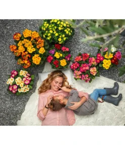 Stängelprimel, Schale -Pflanzen Promotion Geschäft 8817397 8261463 WE MO 001 PrimelnPrimulaSchale