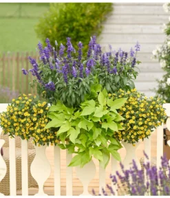 Süßkartoffel, Verschiedene Farben -Pflanzen Promotion Geschäft 8817587 WE MO 001 SanvitaliaSalviaIpomoeaHusarenknopfSalbeiSuesskartoffelKastenRennerPrintMedia