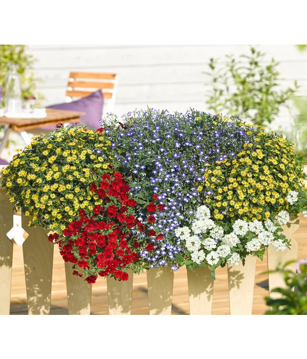 Männertreu 'Blue Eye' 4 Männertreu 'Blue Eye' – Bild 4