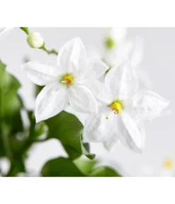 Jasminblütiger Nachtschatten -Pflanzen Promotion Geschäft 8818007 WE DE 003 SolanumJasminNachtschattenDehnerExpressZS