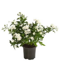 Jasminblütiger Nachtschatten