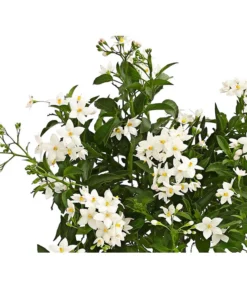 Jasminblütiger Nachtschatten -Pflanzen Promotion Geschäft 8818007 we de 001 SolanumJasminT12Dehner