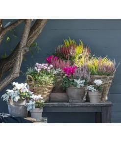 Mueca - Gitterkraut Und Mühlenbeckia -Pflanzen Promotion Geschäft 8819260 WE MO 001 Herbstmix