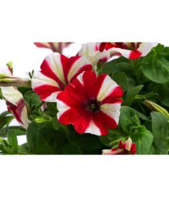 Petunie Im Pottburri®-Topf, Verschiedene Sorten -Pflanzen Promotion Geschäft 8820789 WE DE 001 PetunieT13