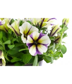 Petunie Im Pottburri®-Topf, Verschiedene Sorten -Pflanzen Promotion Geschäft 8820789 WE DE 003 PetunieT13