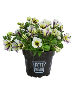 Petunie Im Pottburri®-Topf, Verschiedene Sorten -Pflanzen Promotion Geschäft 8820789 WE FS 003 PetunieT13