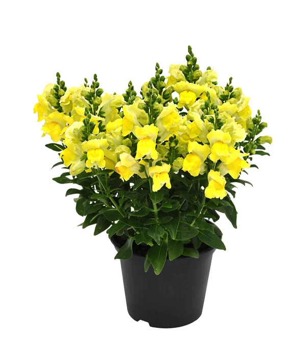 Garten-Löwenmäulchen, Verschiedene Farben 1 Garten-Löwenmäulchen, Verschiedene Farben