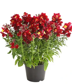 Garten-Löwenmäulchen, Verschiedene Farben 10 Garten-Löwenmäulchen, Verschiedene Farben -Pflanzen Promotion Geschäft 8821035 WE FS 003 AnthirrhinumMajusLoewenmaeulchenT13DehnerExpressHerzig