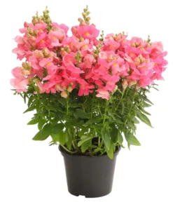 Garten-Löwenmäulchen, Verschiedene Farben 11 Garten-Löwenmäulchen, Verschiedene Farben -Pflanzen Promotion Geschäft 8821035 WE FS 004 AnthirrhinumMajusLoewenmaeulchenT13DehnerExpressHerzig