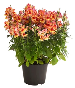 Garten-Löwenmäulchen, Verschiedene Farben 12 Garten-Löwenmäulchen, Verschiedene Farben -Pflanzen Promotion Geschäft 8821035 WE FS 005 AnthirrhinumMajusLoewenmaeulchenT13DehnerExpressHerzig