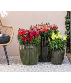 Garten-Löwenmäulchen, Verschiedene Farben 13 Garten-Löwenmäulchen, Verschiedene Farben -Pflanzen Promotion Geschäft 8821050 WE MO 001 LoewenmaulT19