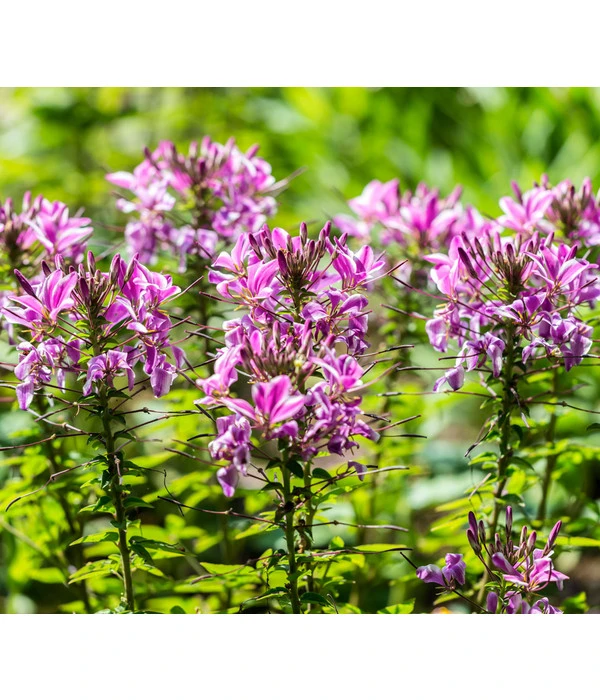 Spinnenpflanze 3 Spinnenpflanze – Bild 3