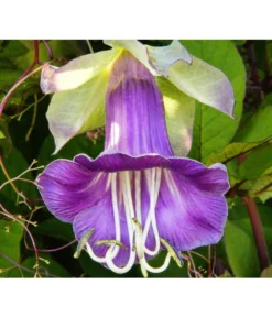 Glockenrebe 7 Glockenrebe -Pflanzen Promotion Geschäft 8821969 DE 001 CobaeaScandensPixabay