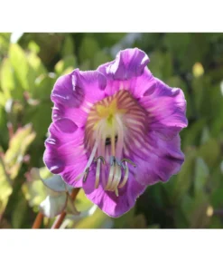 Glockenrebe 6 Glockenrebe -Pflanzen Promotion Geschäft 8821969 DE 002 CobaeaScandensPixabay