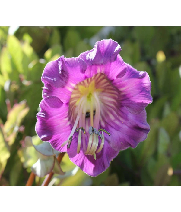 Glockenrebe 3 Glockenrebe – Bild 3