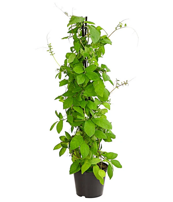 Glockenrebe 1 Glockenrebe