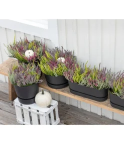 Elho Kunststoff-Topf Greenville, Ca. B20/B18/T49 Cm -Pflanzen Promotion Geschäft 8821985 WE MO 001 CallunaQuattro