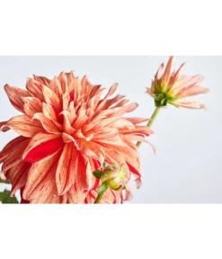 Dehner Premium Dahlie -Pflanzen Promotion Geschäft 8822462 PR DE 001 DahliaHybridePremiumT25DehnerExpressZS