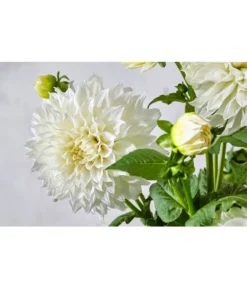 Dehner Premium Dahlie -Pflanzen Promotion Geschäft 8822462 PR DE 057 DahlienPremiumT26UveSauer