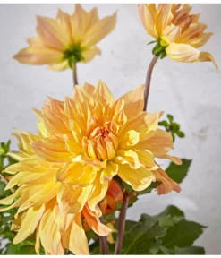 Dehner Premium Dahlie -Pflanzen Promotion Geschäft 8822462 PR DE 062 DahlienPremiumT26UveSauer