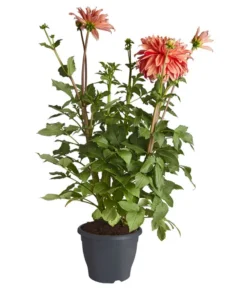 Dehner Premium Dahlie