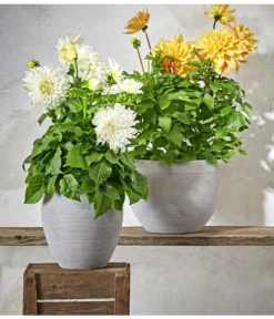 Dehner Premium Dahlie -Pflanzen Promotion Geschäft 8822462 PR MO 004 DahlienPremiumT26UveSauer