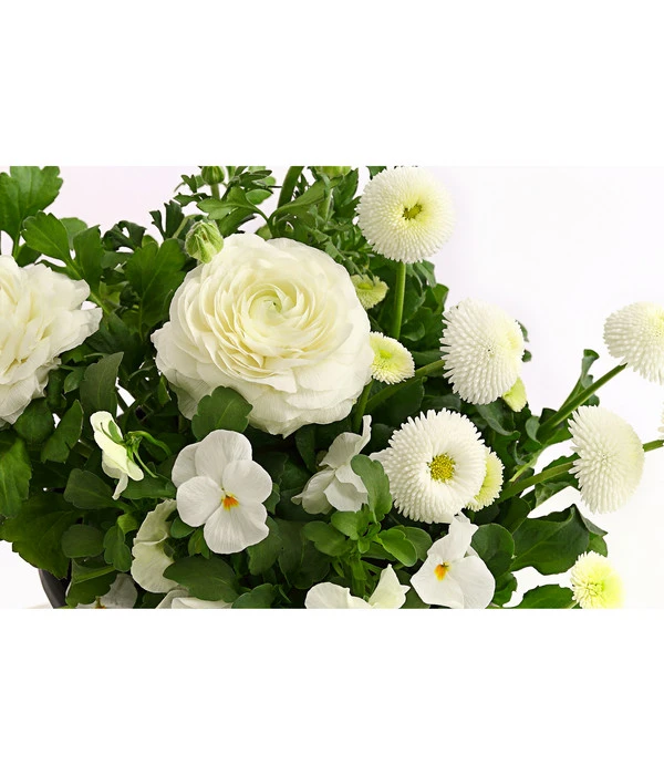 Pflanzen-Trio Frühling In Weiß 2 Pflanzen-Trio Frühling In Weiß – Bild 2