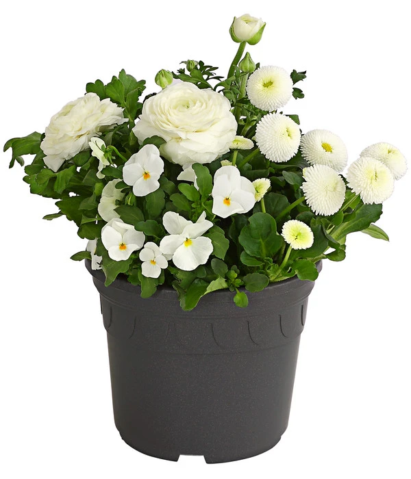 Pflanzen-Trio Frühling In Weiß 1 Pflanzen-Trio Frühling In Weiß