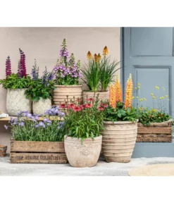 Lupine 'West Country', Verschiedene Farben -Pflanzen Promotion Geschäft 8823056 8018301 8354953 8029027 8025298 WE MO 001 BluetenPracht