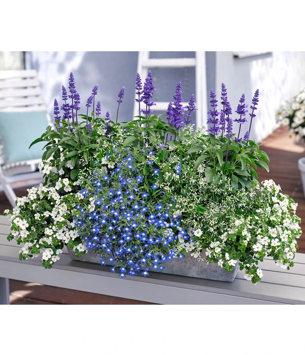 Männertreu 'Blue Eye' 2 Männertreu 'Blue Eye' – Bild 2