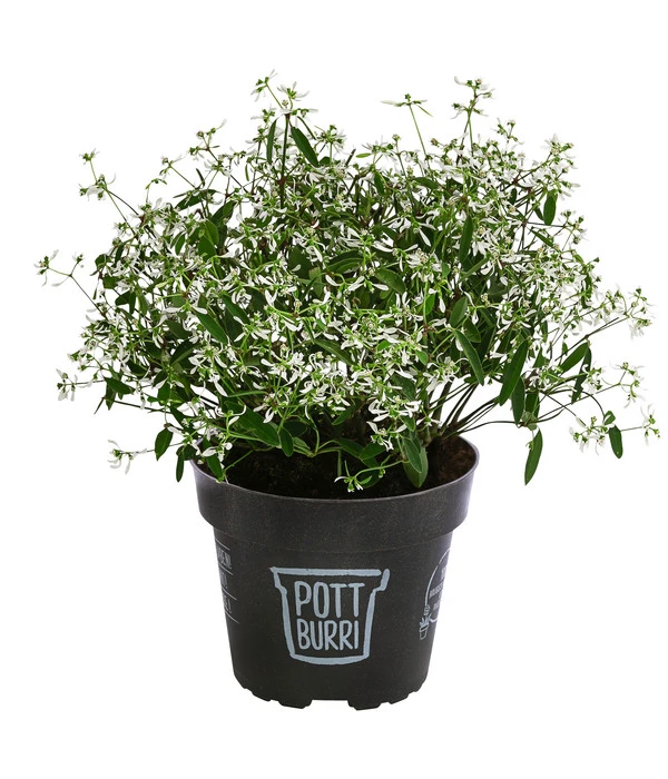 Zauberschnee 'Diamond Frost' Im Pottburri®-Topf 1 Zauberschnee 'Diamond Frost' Im Pottburri®-Topf