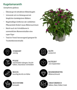 Kugelamaranth -Pflanzen Promotion Geschäft 8824013 WE IG 001 Kugelamaranth