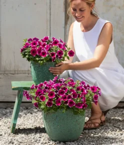 Hängepetunie 'Picotee' -Pflanzen Promotion Geschäft 8824021 4273900 4273918 4273934 WE MO 001 HaengepetuniePicoteeT12 CrossSellTeaser