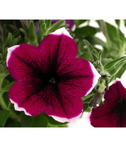 Hängepetunie 'Picotee' -Pflanzen Promotion Geschäft 8824021 WE DE 003 HaengepetuniePICOTEET12