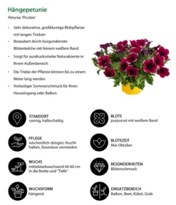 Hängepetunie 'Picotee' -Pflanzen Promotion Geschäft 8824021 WE IG 001 Haengepetunie